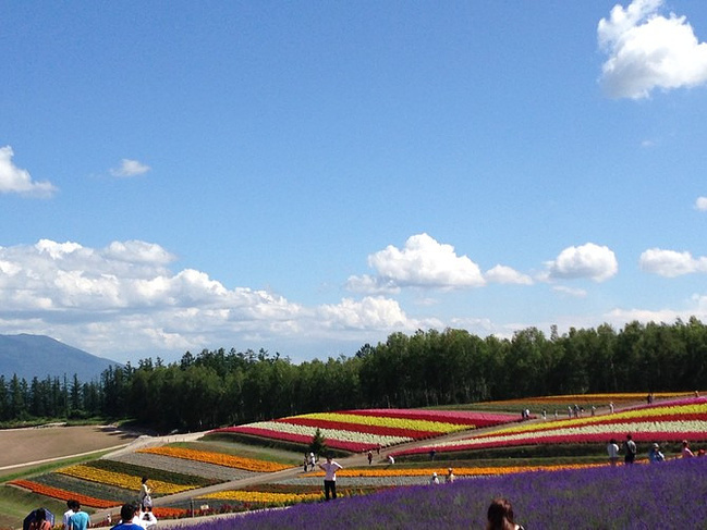 美丽夏日-日本北海道之旅_札幌旅游攻略