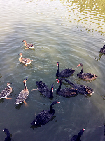 2015【长隆野生动物世界】隶属全国首批国家