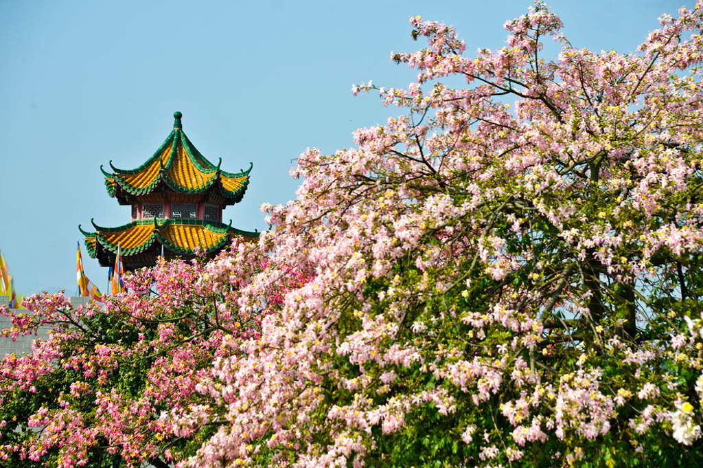 赴一场花的盛宴