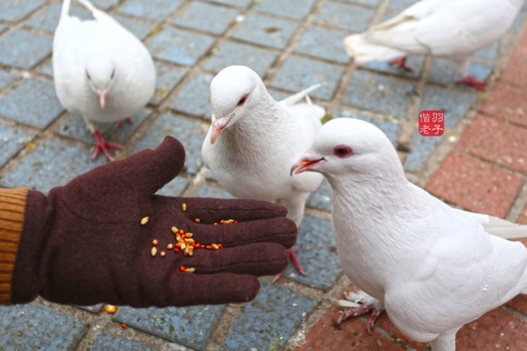 顺路来到了泉城广场旁边的一群鸽子吸引了注意时而惊飞引来一声呼唤三