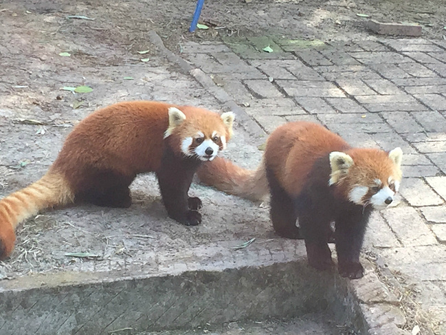 一城一山:你礼佛,我看景_成都旅游攻略