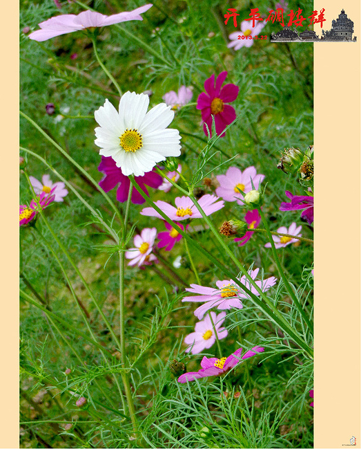 八女看楼又看花_江门旅游攻略