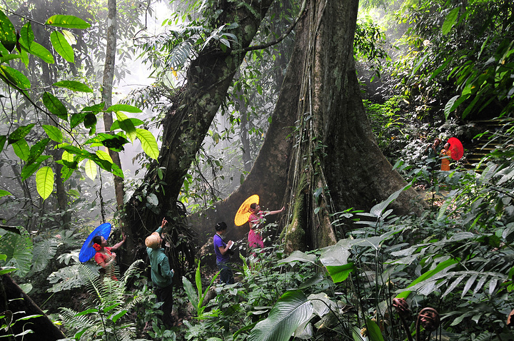 2015中国科学院西双版纳热带植物园,我国户外