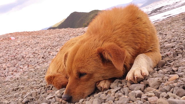 女人与大黄狗交配小
