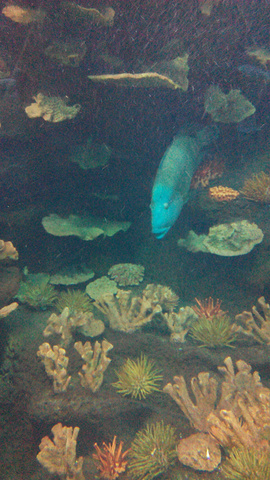 2019穆鲁拉巴海底攻略水族馆通关世界,上午参买的游玩没几个游戏的图片