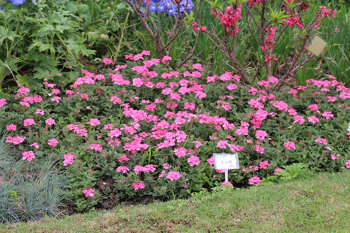 2015走得快的话半天就可以逛完_上海植物园评论 - 去哪儿攻略社区