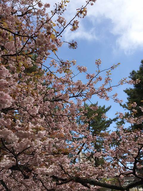 带着相机去旅行:肆月日本中部之行