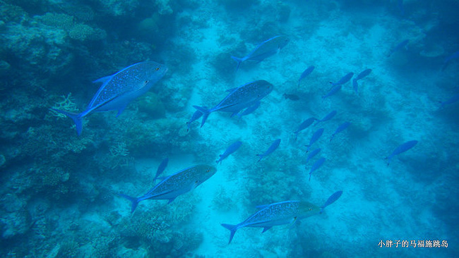 资深屌丝两度南马累环礁跳岛游待定_马尔代夫