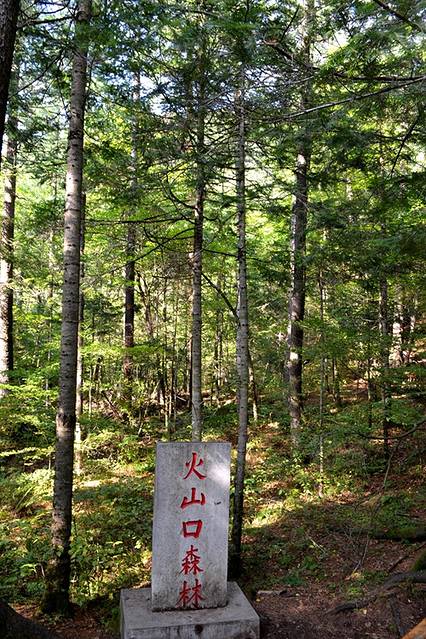 火山口地下森林