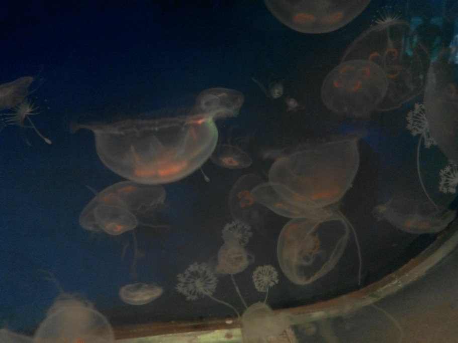 2015釜山水族馆_旅游攻略_门票_地址_游记点