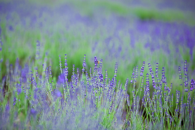 探寻北海道秘境_札幌旅游攻略_自助游攻略_去