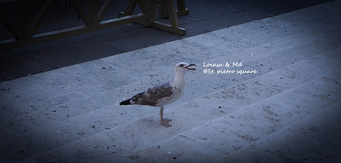 2016西斯廷礼拜堂_旅游攻略_门票_地址_游记