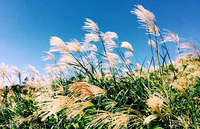 芦苇芒草