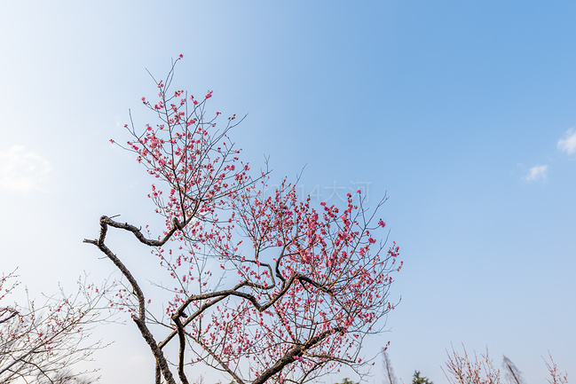 梅花山景区图片