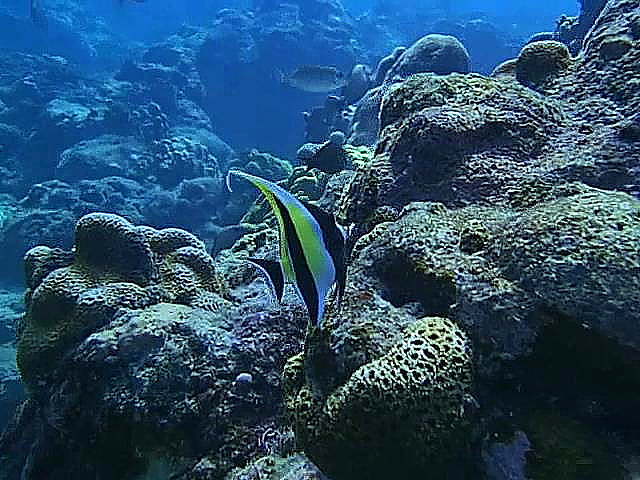 海底景色.不过还是可以看出10米深的海中光线依然很好,能见度很高