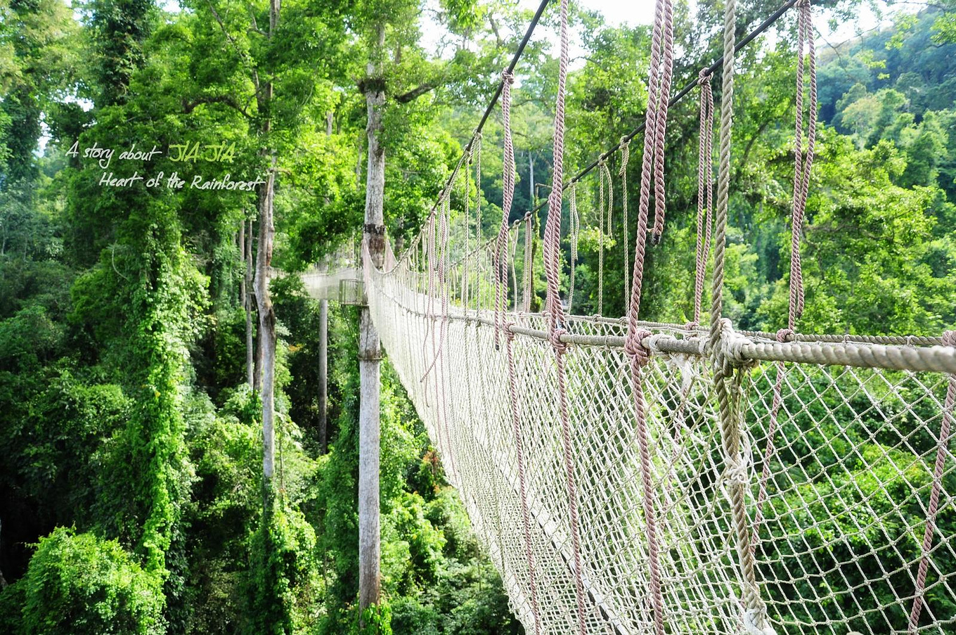望天树景区介绍