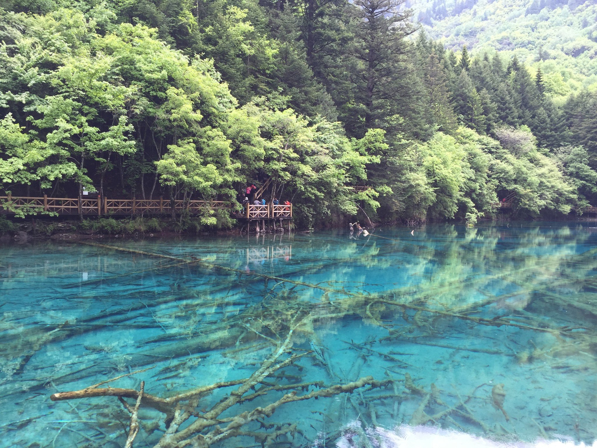 绿衣镜海，大约是最美的春天
