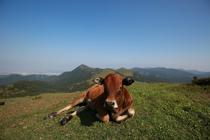 大姆山草原图片