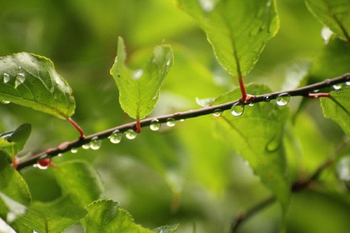 林中小花在雨后更有清香.草叶雨滴让绿叶青翠欲滴.