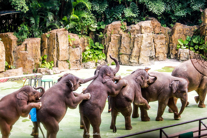 公园以大规模野生动物种群放养和自驾车观赏为特色,集动,植物的保护
