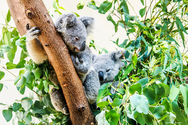 公园以大规模野生动物种群放养和自驾车观赏为特色,集动,植物的保护