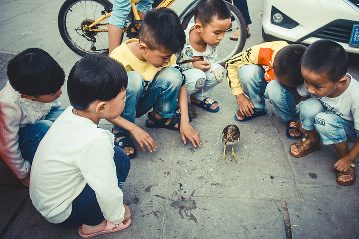 到了上清古镇还看到一群孩子围着一直"小鸟"在玩耍,起初只觉得这只