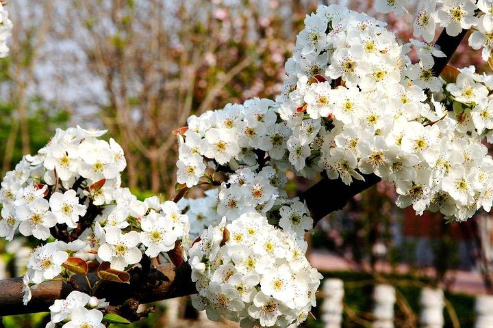 黄瓜山百里果乡