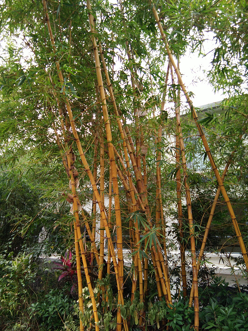 这是种植在香港九龙公园的黄色桂竹