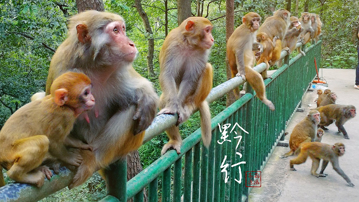看够了猴子,出了公园,天也刚擦黑。 众多丝娃娃小食摊多沿街而摆,颇具特色,有一二十个品种。 菜丝切得极细,红、白、黄、黑等各种色彩相间,十分漂亮。 素菜脆嫩,酸辣爽口,开胃健脾。 猛一看颇似产房里初生的婴儿被裹在“襁褓”中。 “襁褓”是用大米面粉烙成的薄饼,薄薄如纸却有—只手掌那么大。 再卷入萝卜丝、折耳根(鱼香菜)、海带丝、炸黄豆、脆哨、糊辣椒等。又名素春卷。 当地人吃时,当然少不了注入酸酸辣辣的汁液。这蘸水就是丝娃娃的精髓。 再配上一些烤肉,