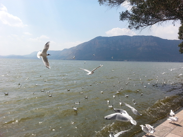 2015滇池最好的观景点_海埂公园评论