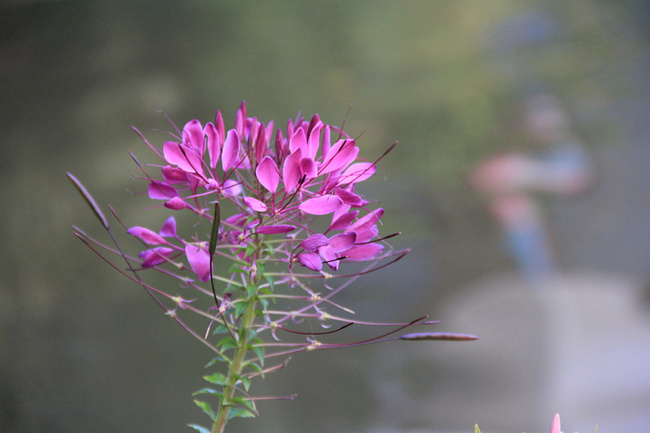 东部华侨城_深圳旅游攻略