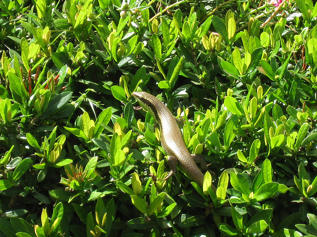 4天3晚实用三亚旅游攻略 [海边比基尼]_三亚旅