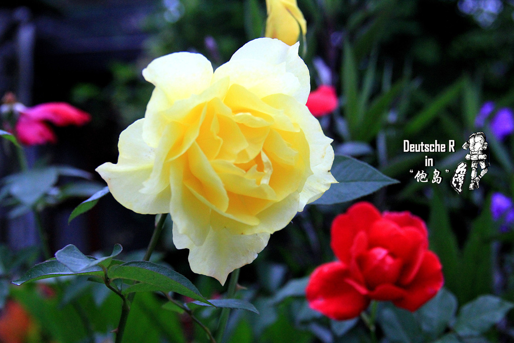 2015住的是名为多桑的店民宿。在半山腰上,