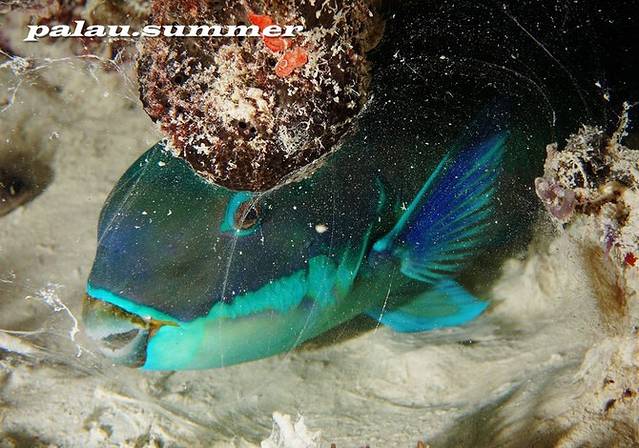 bluepatch parrotfish 蓝斑鹦嘴鱼