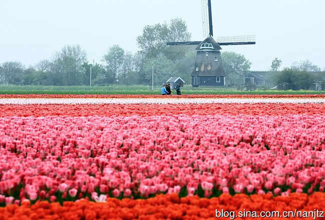 郁金香、风车王国--荷兰_阿姆斯特丹旅游攻略