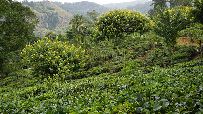 奔走斯里兰卡-14日自由行_康提旅游攻略