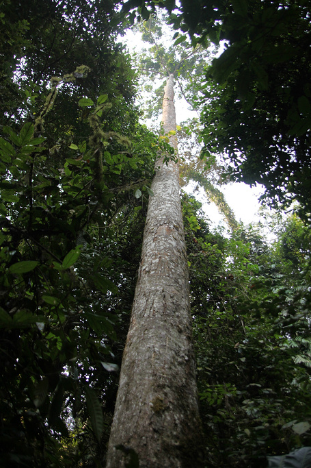 望天树景区评论