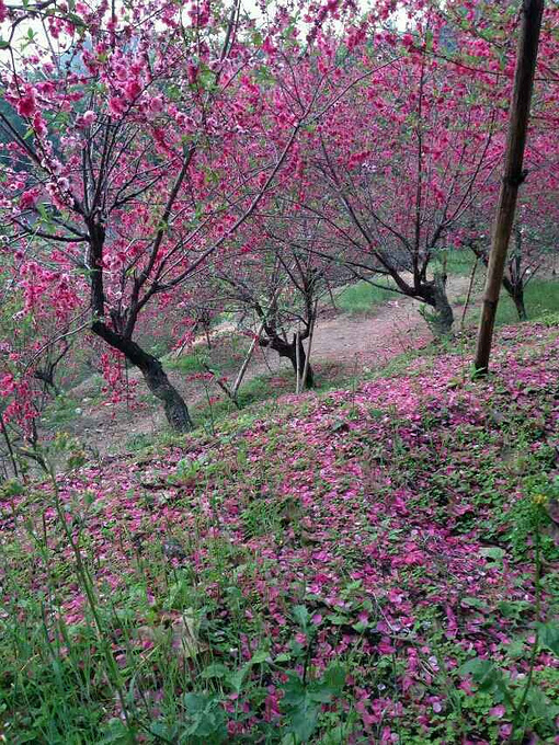 西樵山桃花源