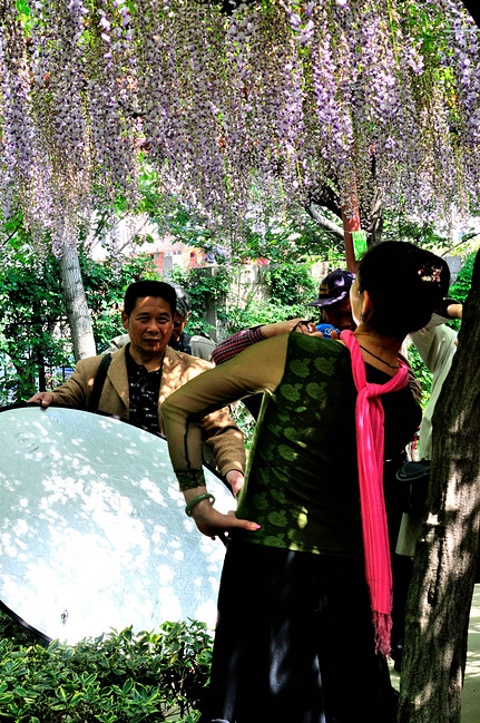 嘉定紫藤园及嘉定古城墙一日游_上海旅游攻略