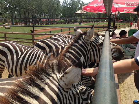 2015大连森林动物园_旅游攻略_门票_地址_游