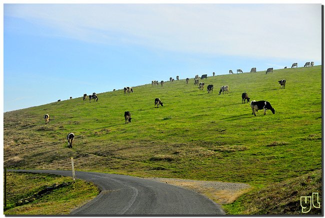 纵览风土人情--旅居加州游记(下篇)_优胜美地国