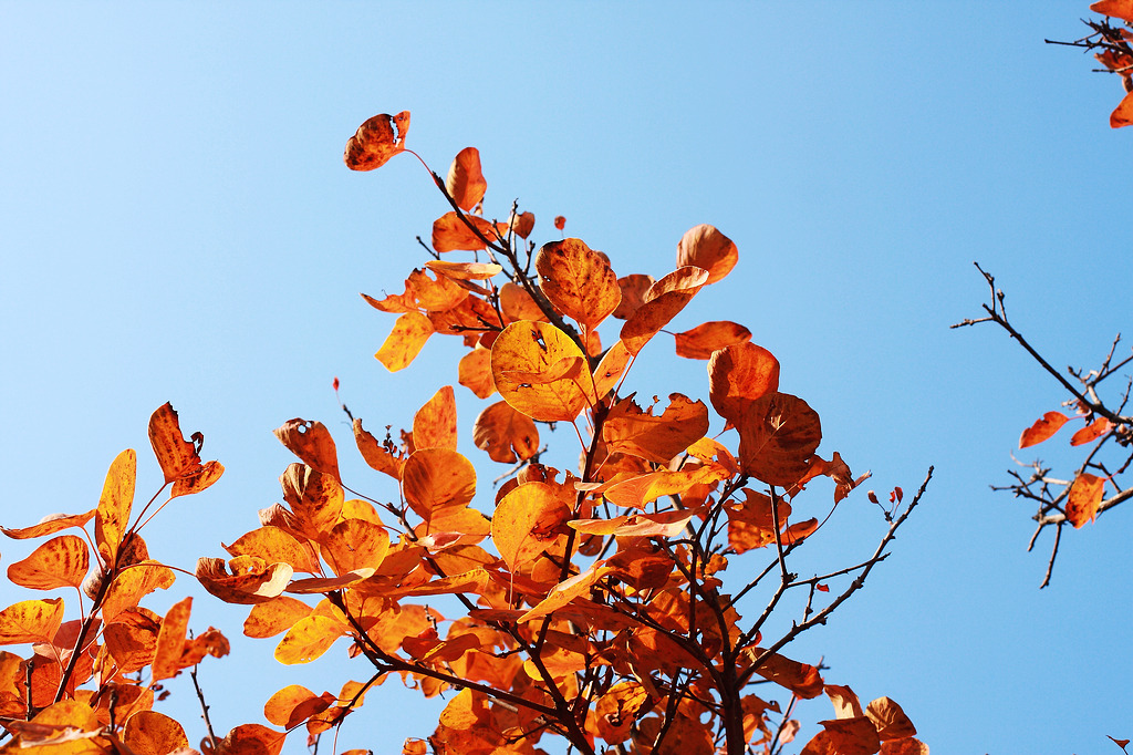 【登山系列】APEC蓝下的香山公园