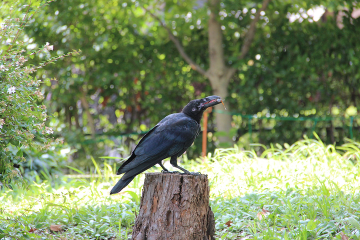 养野乌鸦图片