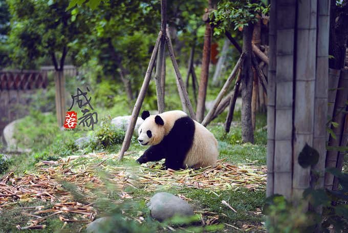 成都大熊猫繁育研究图片