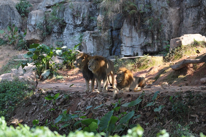 以大规模野生动物种群放养和自驾车观赏为特色,被誉为