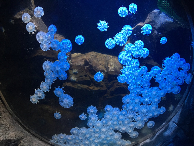 小水母很漂亮,像雪花~~~动起来更动人