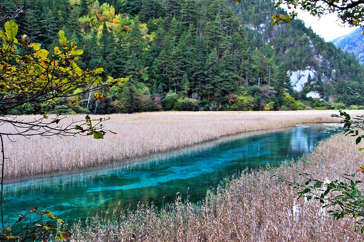 总之芦苇海是九寨沟绝对不能错过的一处景点,见惯了平原里在风中飘曳