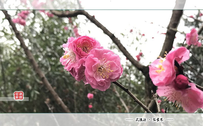 2017攻略张家界,五天四夜,360度玩转武陵源_张兰卡威槟城自助游自驾图片