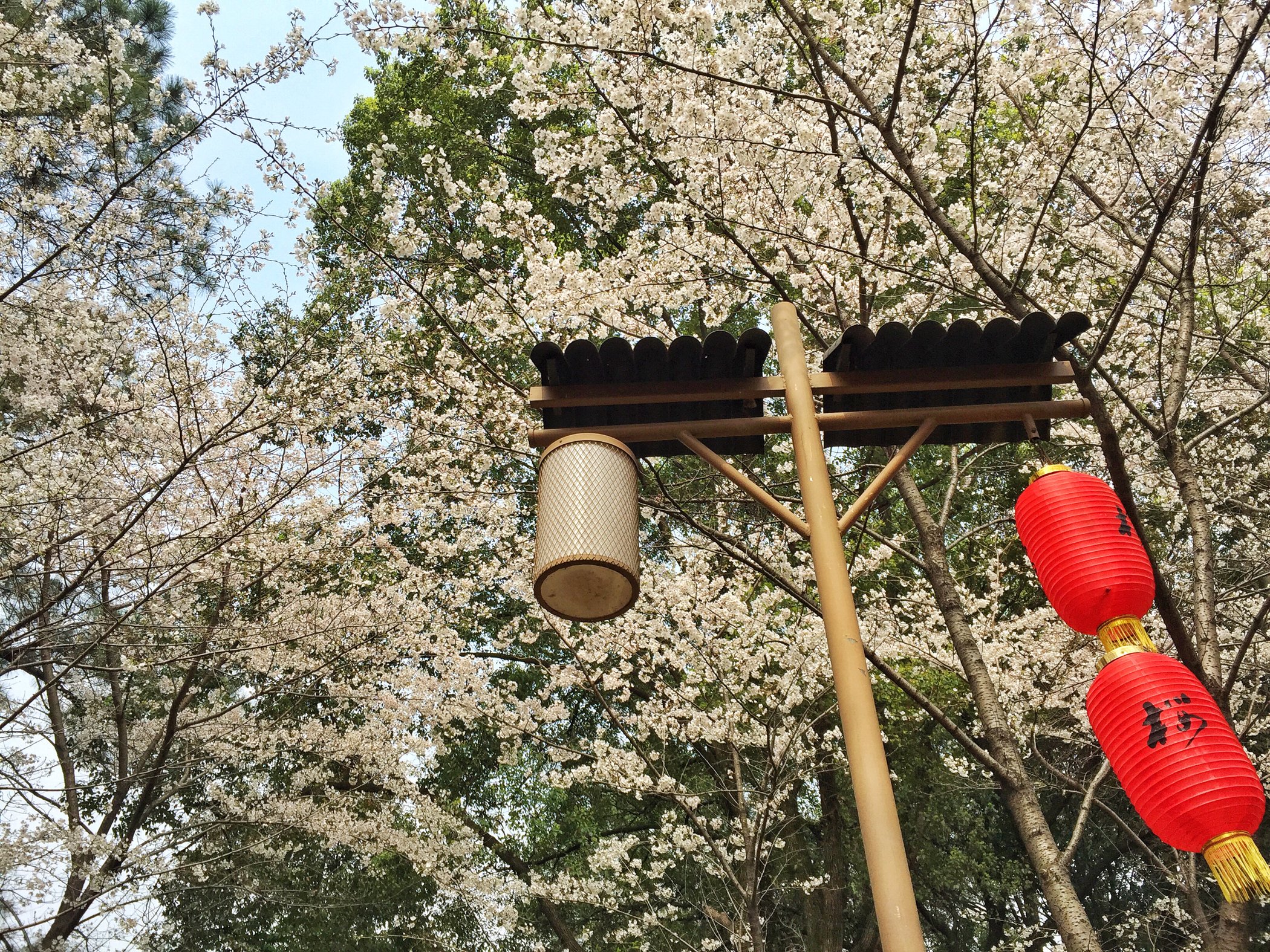 春日樱花之行