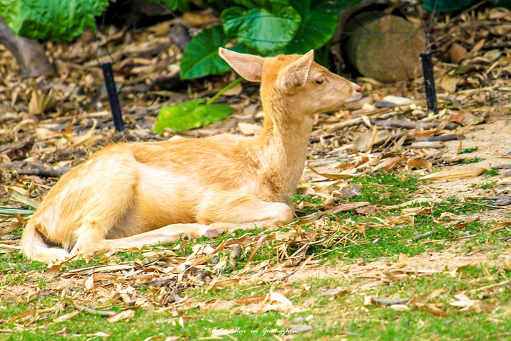 公园以大规模野生动物种群放养和自驾车观赏为特色,集动,植物的保护